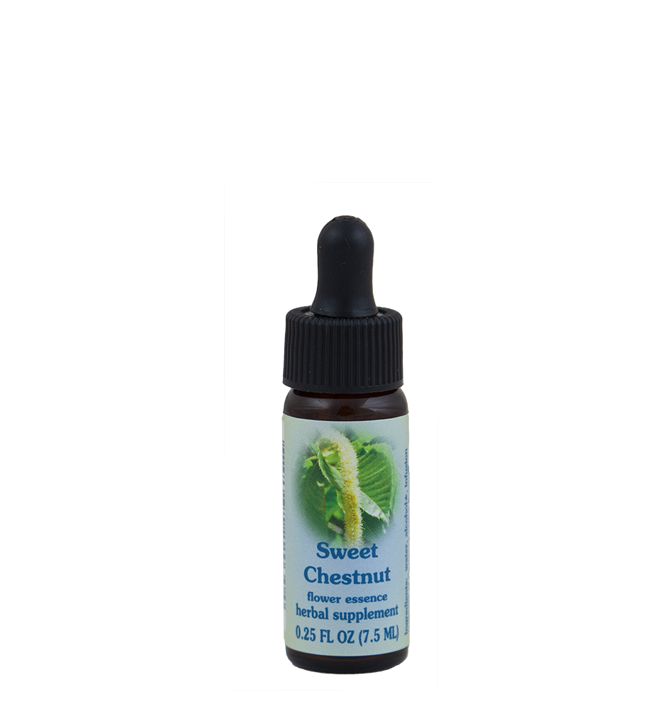 Sweet Chestnut