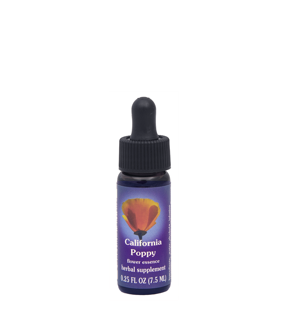 California Poppy