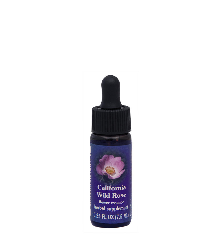 California Wild Rose