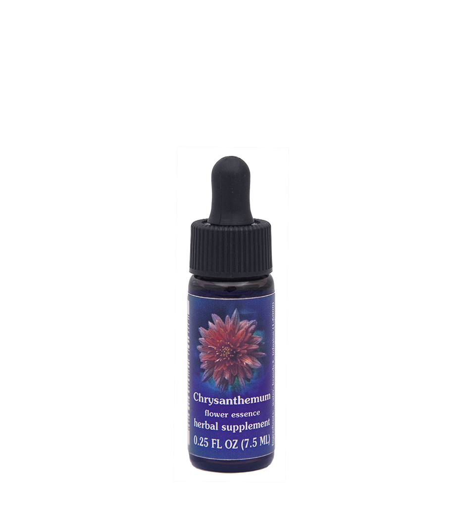 Chrysanthemum