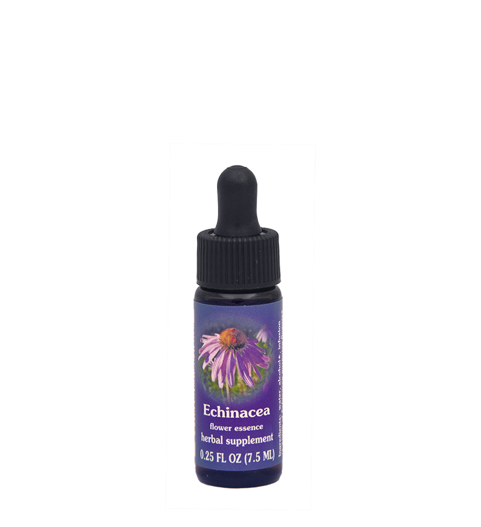 Echinacea