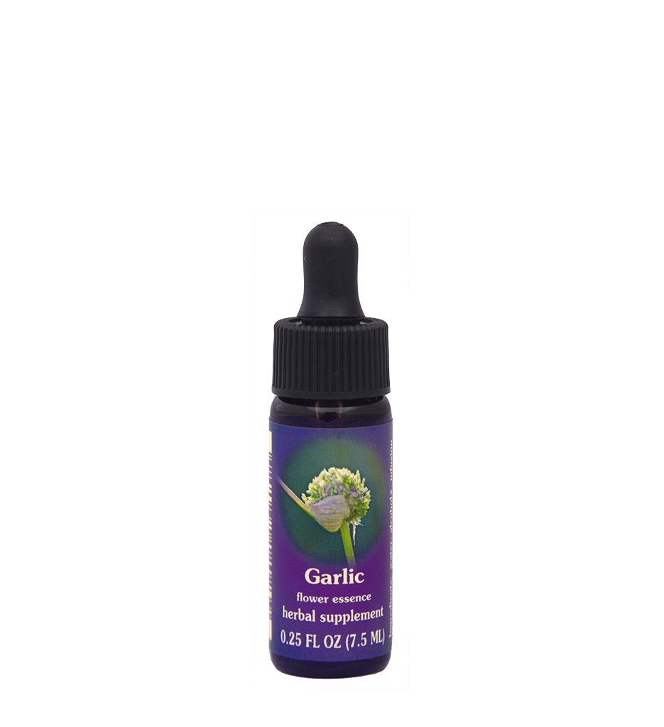 Garlic