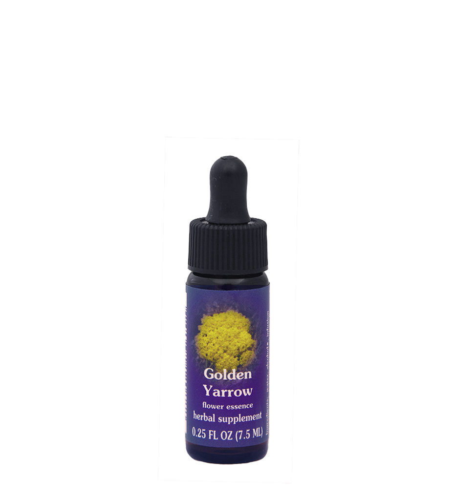 Golden Yarrow
