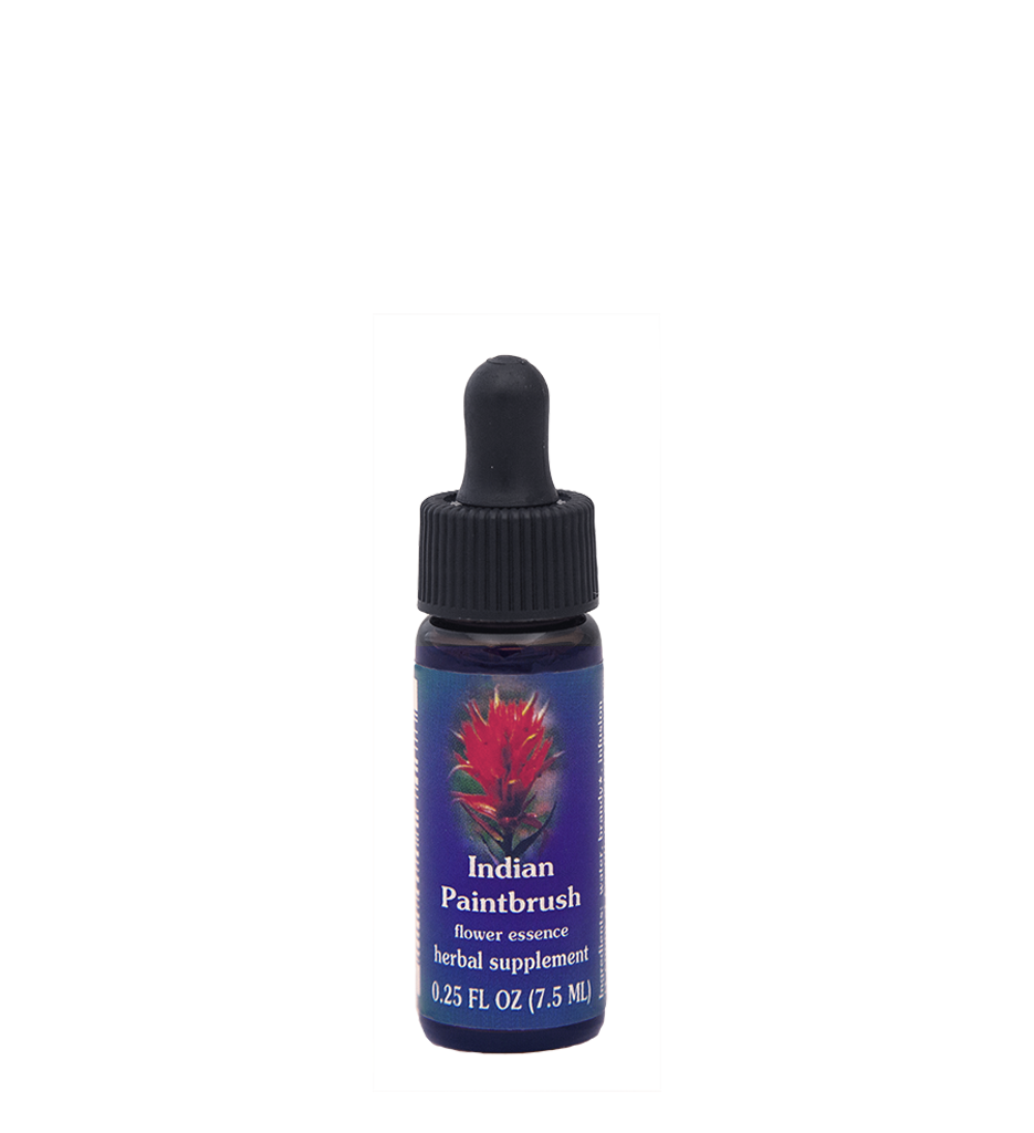 Indian Paintbrush