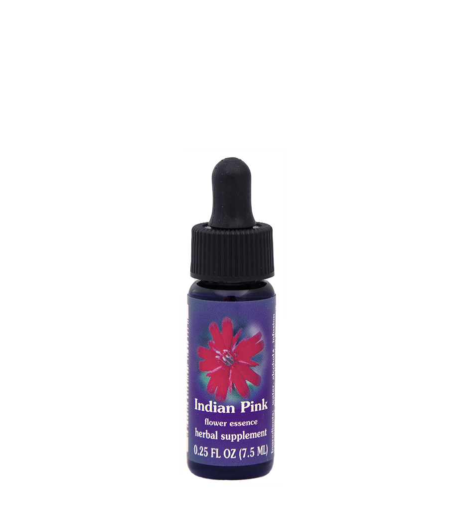 Indian Pink
