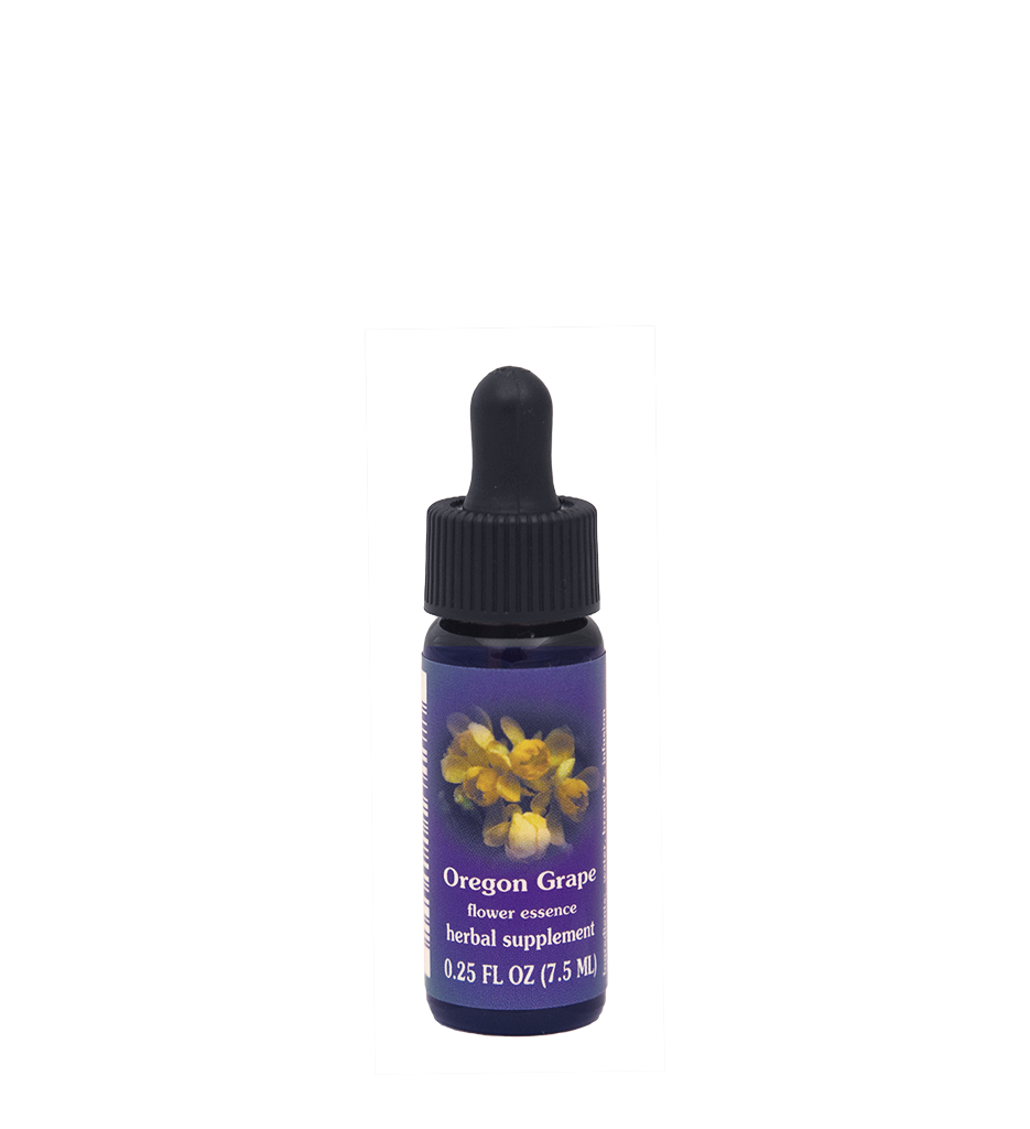 Oregon Grape