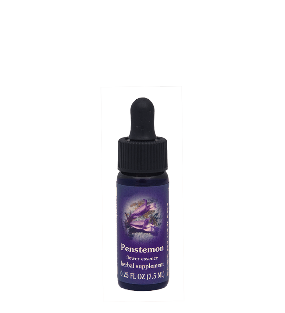 Penstemon