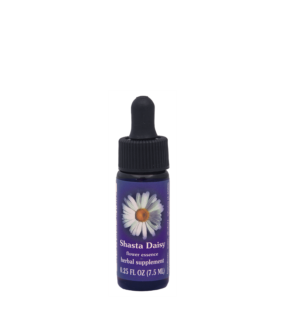 Shasta Daisy