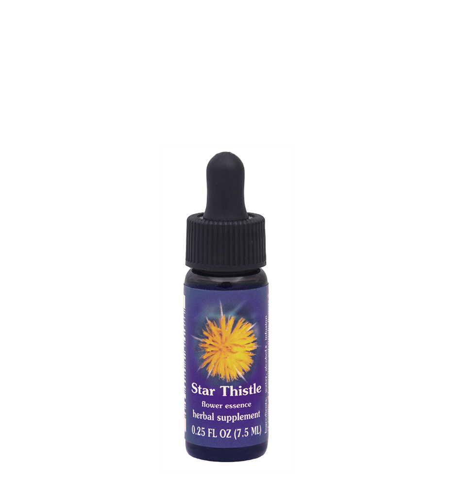 Star Thistle