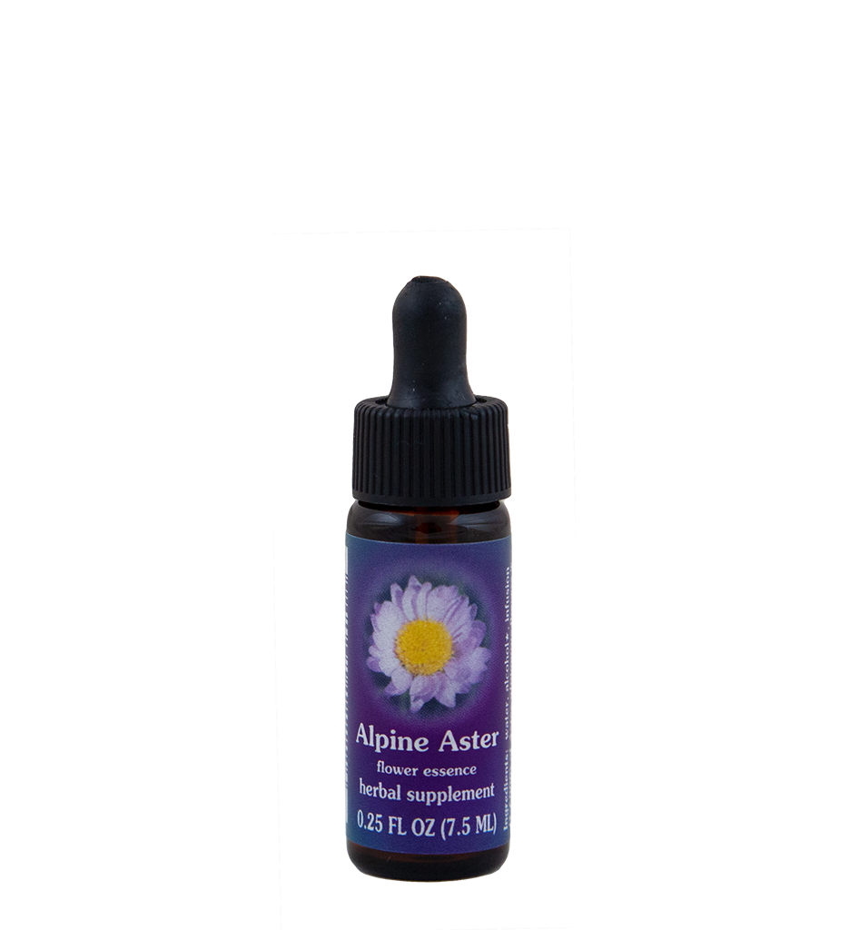 Alpine Aster