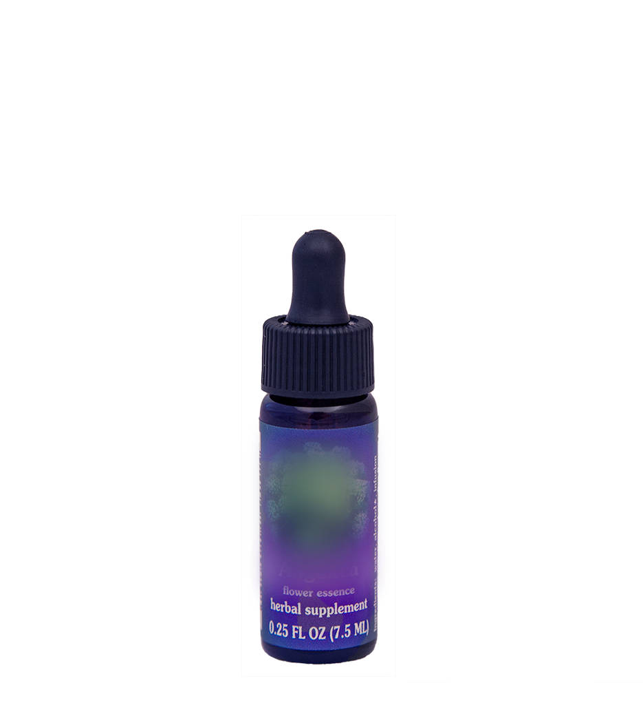 Centaury from FES