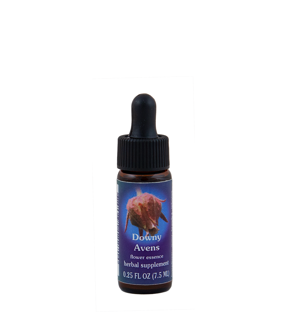 Downy Avens
