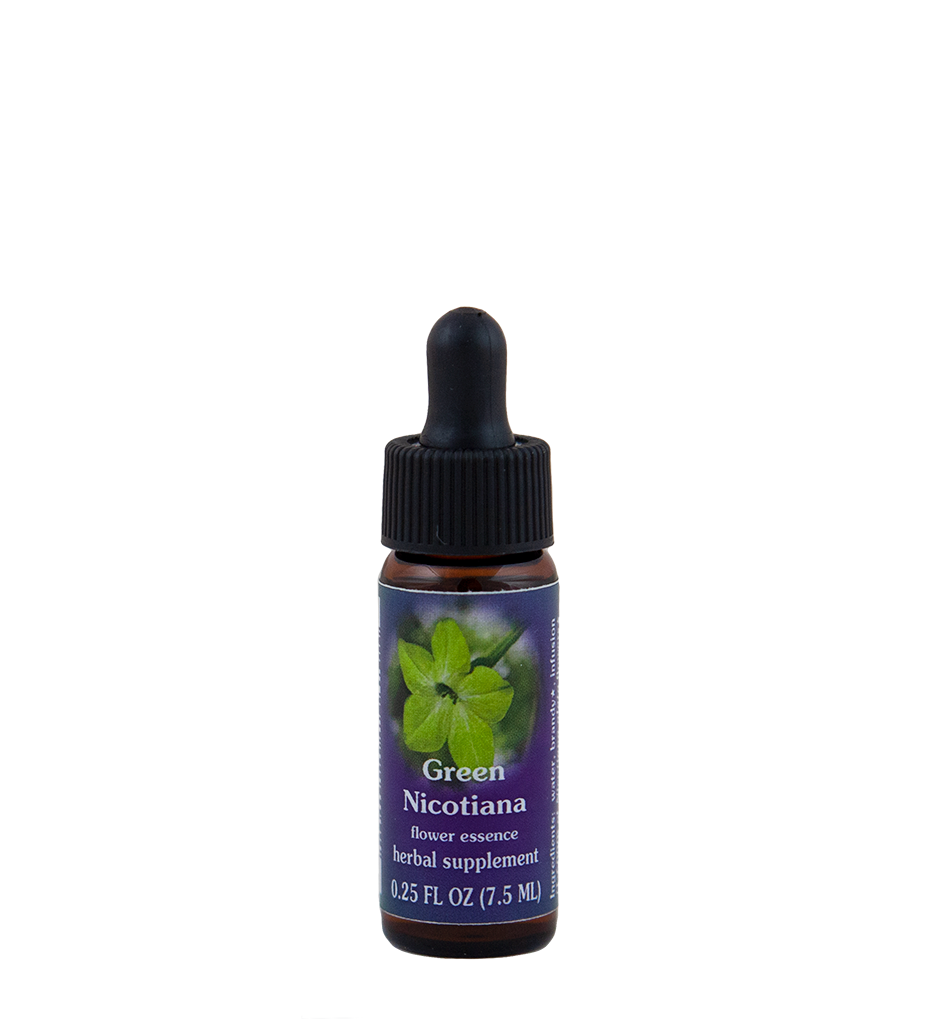 Green Nicotiana