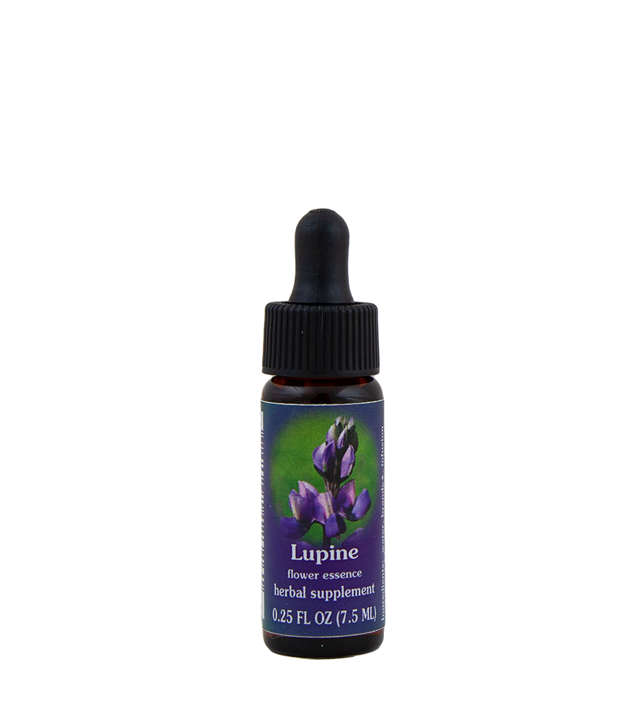 Lupine