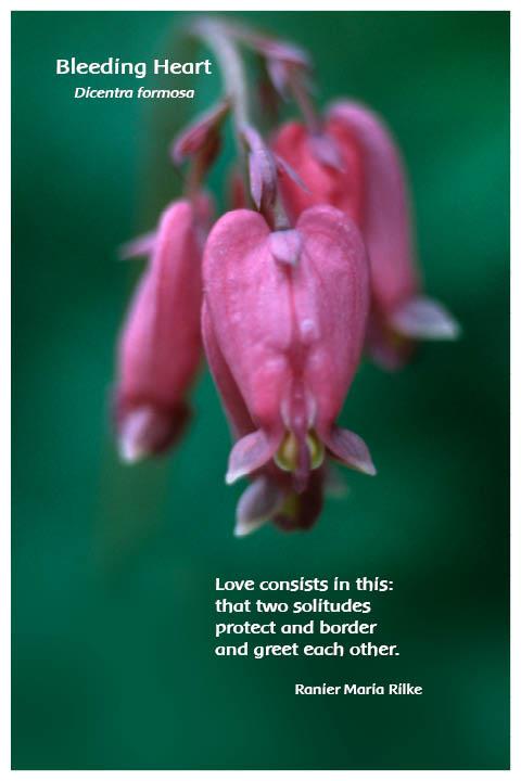 Flower Photo Print - Bleeding Heart
