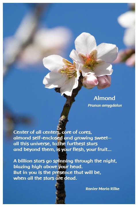 Flower Photo Print  - Almond