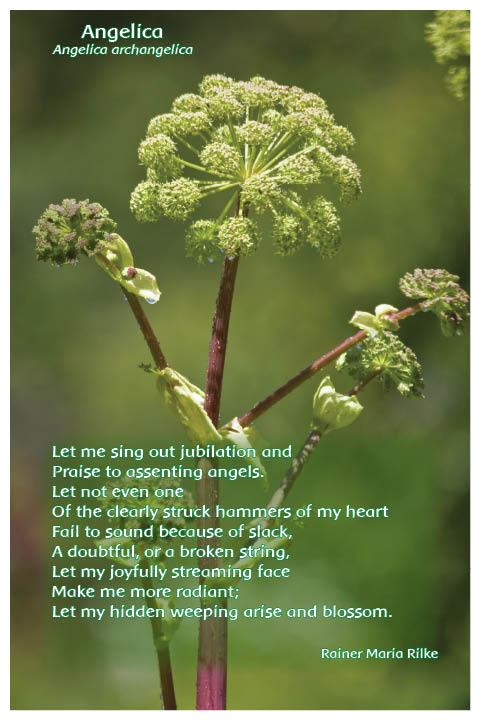 Flower Photo Print - Angelica