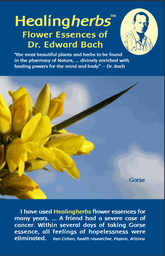 [HH] Healing Herbs brochure
