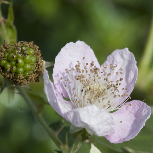 Blackberry