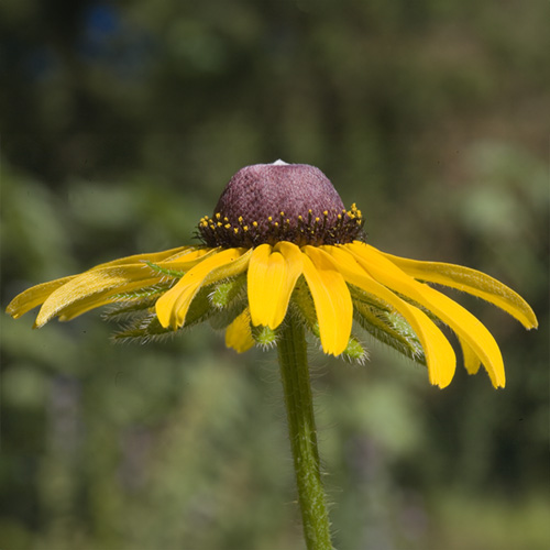 Black-Eyed Susan