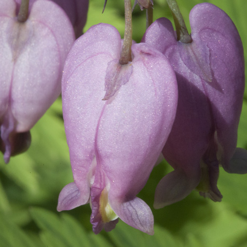 Bleeding Heart