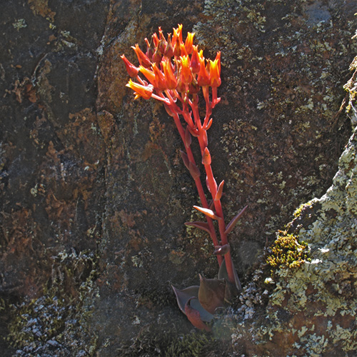 Canyon Dudleya