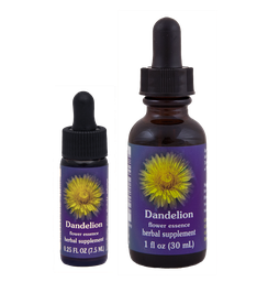 Dandelion