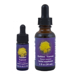 Golden Yarrow