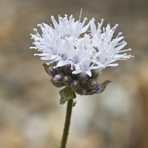 Mountain Pennyroyal