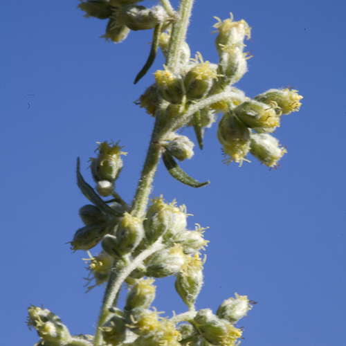 Mugwort