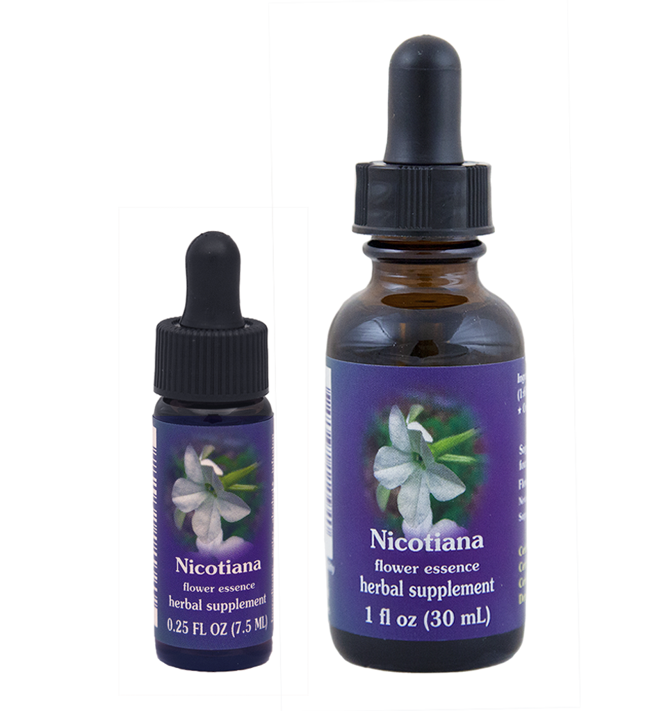 Nicotiana