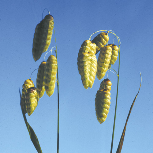 Quaking Grass