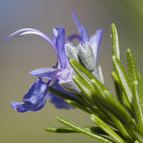 Rosemary