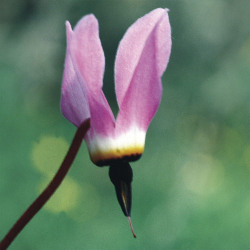 Shooting Star