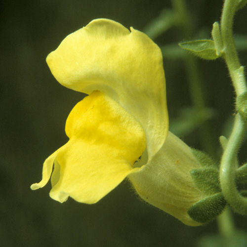Snapdragon