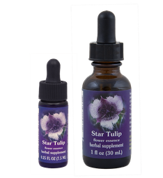 Star Tulip