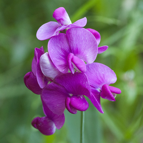 Sweet Pea