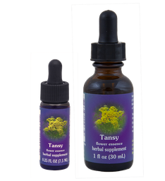 Tansy