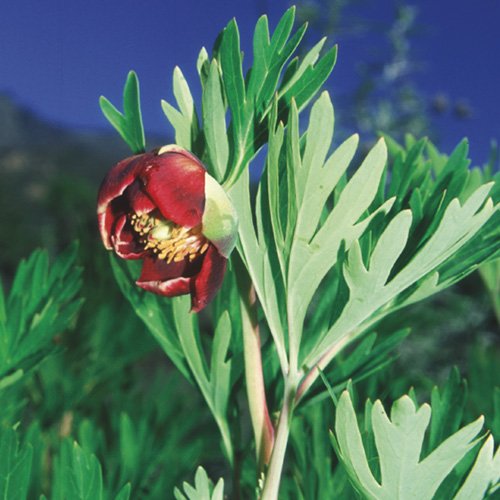 California Peony