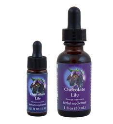 Chocolate Lily