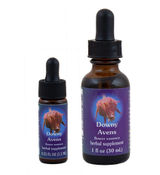 Downy Avens