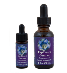 Explorer's Gentian