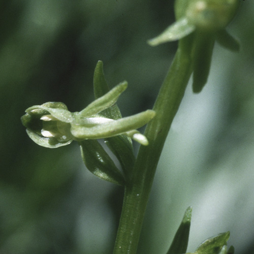 Green Rein Orchid