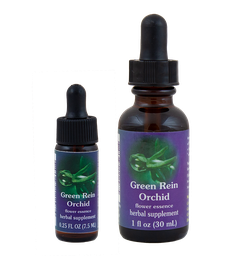Green Rein Orchid