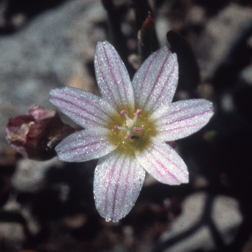 Lewisia