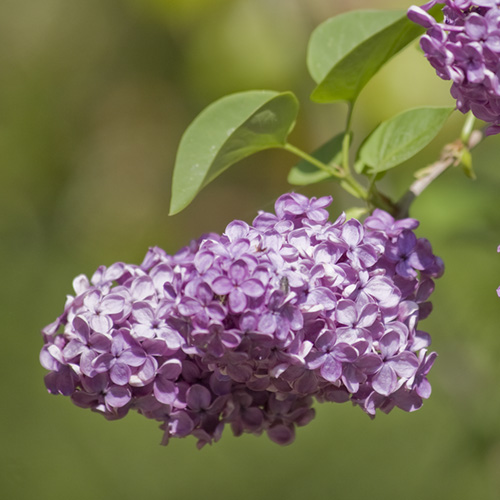 Lilac