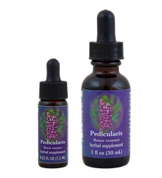 Pedicularis