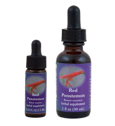 Red Penstemon