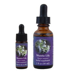 Shasta Lily