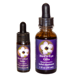 Birds-Eye Gilia